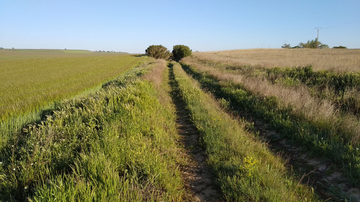 TrenBurra318