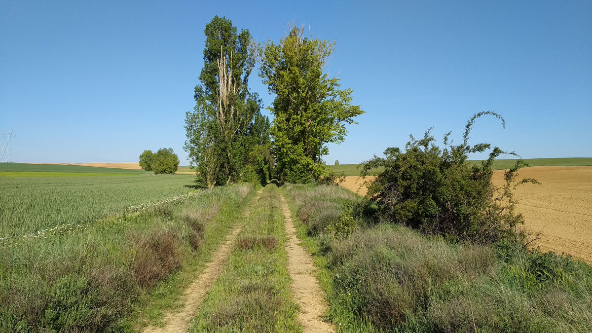 TrenBurra342
